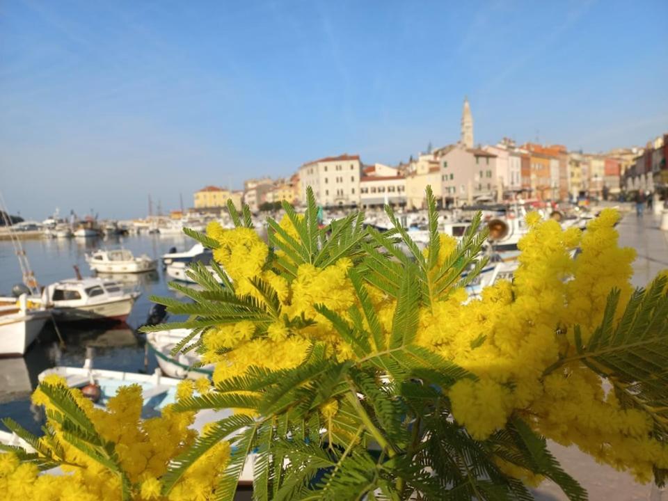 Studio Barka Rovinj Exterior foto